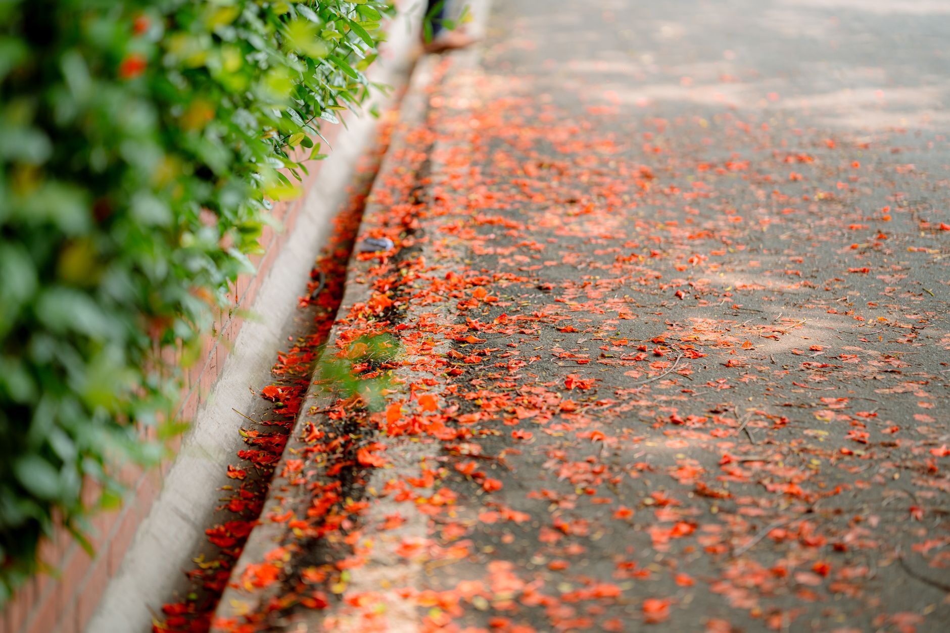 Decorative concrete landscape curbing along a garden bed